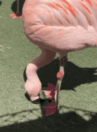 Pink Dancing GIF by John Ball Zoo