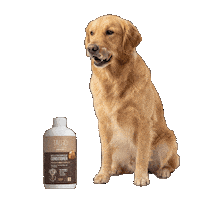 Labrador Retriever Sticker by KIKA Lietuva