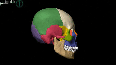 color skull GIF