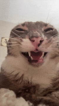 Funny Cat GIF