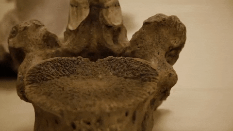 Dinosaur Bones GIF by Florida State University