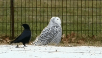 Central Park's Celeb-birdy Snowy Owl Swivels Head as Crows Caw