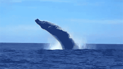 Wildlife gif. A whale launches out of the water and corkscrews through the air before landing with a splash.