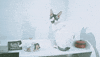 cat GIF