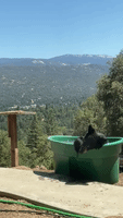 Bear Cools Off in Tub Against Scenic Mountain View