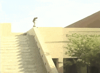 skate skateboarding GIF