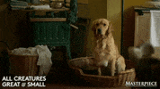 Pet What GIF by MASTERPIECE | PBS