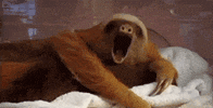 tired sloth GIF