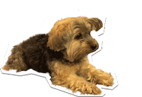 ChicSketch girl fashion new post swipe up Sticker