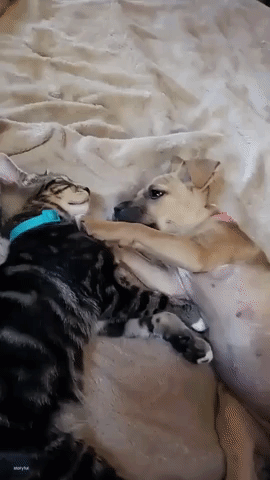 What Puppy? Sleepy Cat Ignores Canine Friend Pawing Her Face During Nap