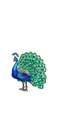 Sticker Bird Sticker