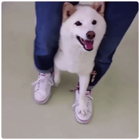 dog GIF by The Videobook