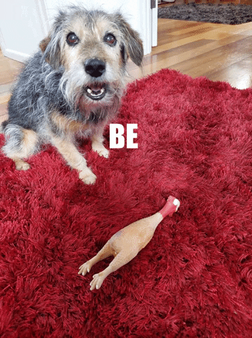 Ask_Alfie giphygifmaker GIF