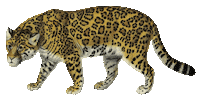 almadelvalle illustration vintage animal tiger Sticker