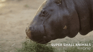 bbc cute animal bbc creature GIF