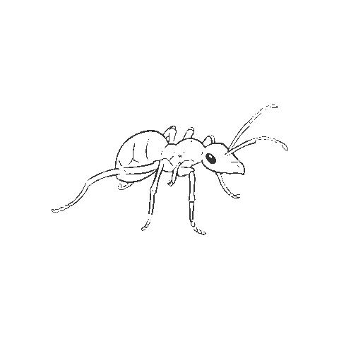 BiosfarVanerskargarden giphygifmaker insect ant unesco Sticker