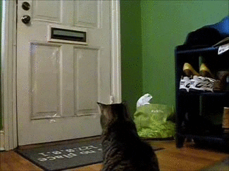 cat GIF