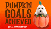 Pumpkin Spice Halloween GIF by HammyandBrody