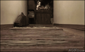 corgi GIF