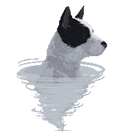 Dog Furacao Sticker by Tornado - Blue Heeler