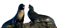 Speak Planet Earth Sticker by BBC America