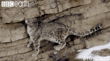 big cats cat GIF by BBC Earth
