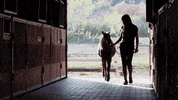 farm animal horse GIF by Xyngular