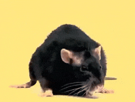 Video gif. Rat is doing pushups and it's doing them perfectly.
