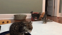 Hopping Kittens Enjoy Frantic Playtime