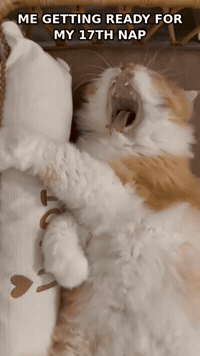 simbafluffyboss reaction gif funny cat funny gif simba GIF