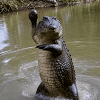 Alligator Stone Throwing GIF