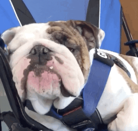 Des Moines Drake GIF by DrakeUGriff