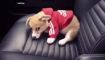 Hoodie-Wearing Corgi Tries to Dig Hole in Car Seat