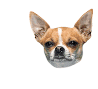 Happy Dogs Sticker by FuzzYard
