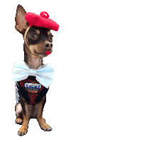 Ooh La La Dogs Sticker by Pimp Yo Pets
