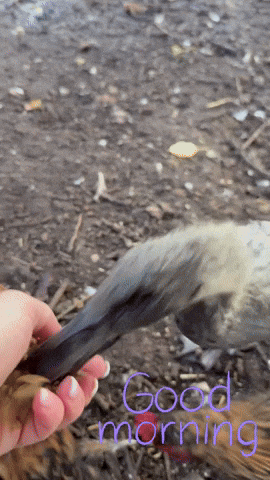 Good Morning Duck GIF