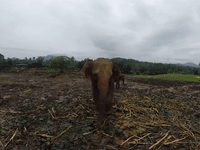 Elephant Tries to Grab a GoPro