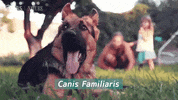Pbs Nature Dog GIF by PBS Digital Studios