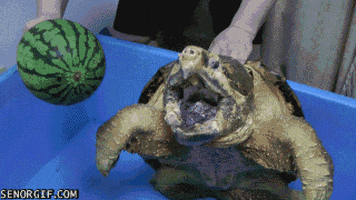 turtle biting GIF by Cheezburger