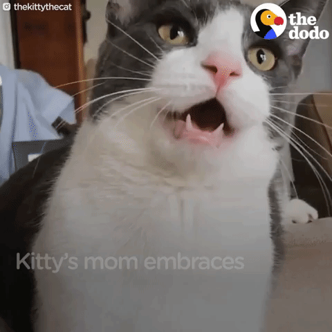 cat GIF by The Dodo