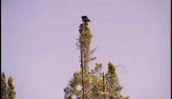 new hampshire GIF