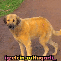 Dog GIF