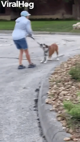 Boxer Wants to Keep Walking