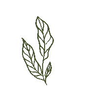 Coffee Plant Sticker