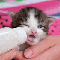 guidetobetterliving sweet sleepy kitten sleep eating GIF