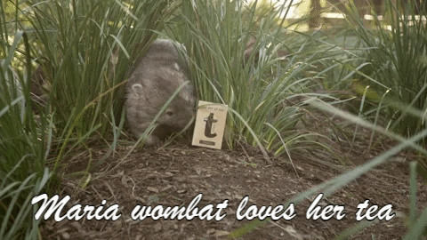 TheTeaLady giphygifmaker tea tasmania wombat GIF