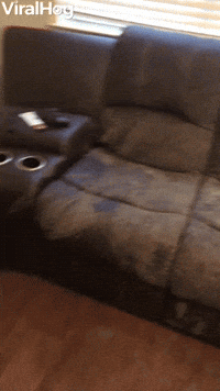 Dirty Dog Make Mess of Human's Home