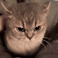 Cat Love GIF