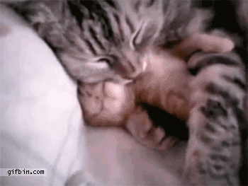 kitten GIF