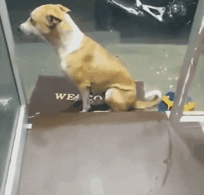 cuteanimalland giphyupload GIF